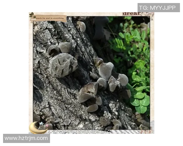 23与24的对比图片分析揭示了两者之间的细微差异与独特魅力