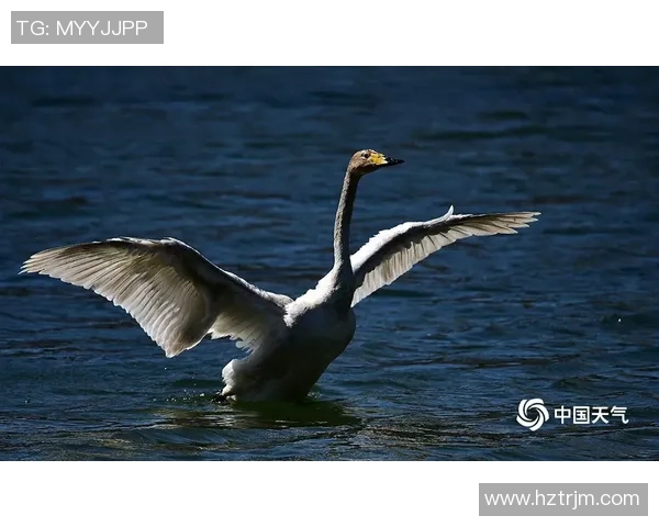 新泻天鹅与富山松鸡的精彩对决揭示日本足球的魅力与竞争力